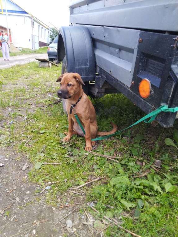 Собаки в Кыштыме: Девочка в добрые руки. Девочка, 1 руб. - фото 3