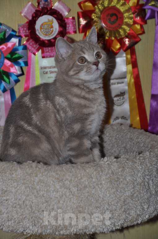 Кошки в Москве: Шотландские котята Мальчик, 8 000 руб. - фото 2