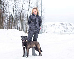 Собаки в Москве: Олди срочно нужна семья Девочка, Бесплатно - фото 7