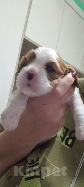 Собаки в Москве: Маленькая Принцесса) Девочка, 150 000 руб. - фото 2