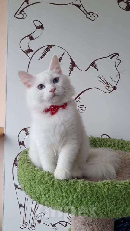 Кошки в Новосибирске: Aramis Мальчик, 50 000 руб. - фото 3