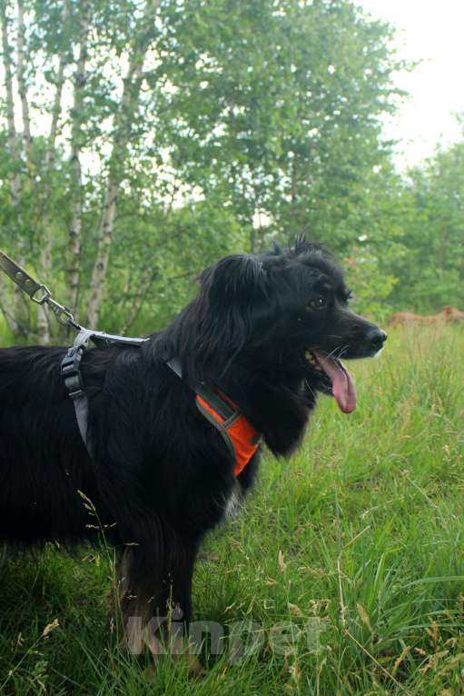 Собаки в Москве: Замечательные брюнетки Девочка, Бесплатно - фото 2