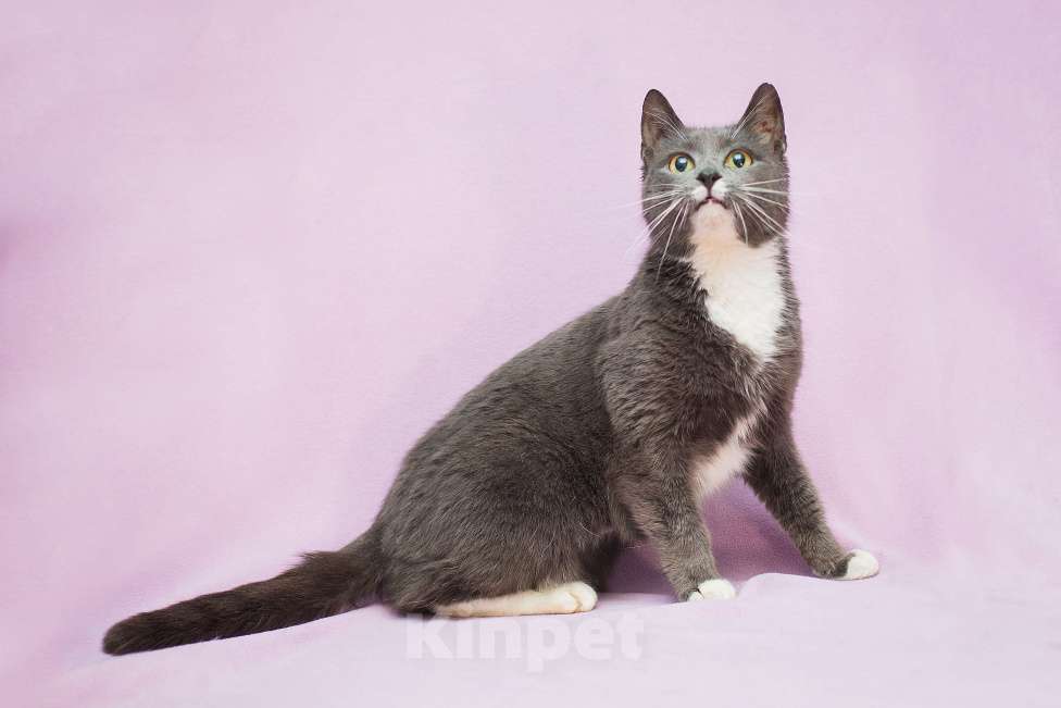 Кошки в Москве: Забавушка, кошка- нежность Девочка, Бесплатно - фото 4