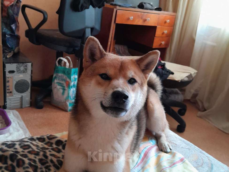 Собаки в Твери: Продаётся умный пёс породы Сиба-Ину Мальчик, Бесплатно - фото 2