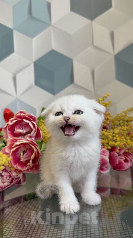 Кошки в Москве: Шотландские котята Мальчик, Бесплатно - фото 4