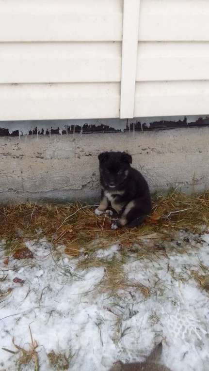 Собаки в Мыске: Щенок лайки Мальчик, Бесплатно - фото 5