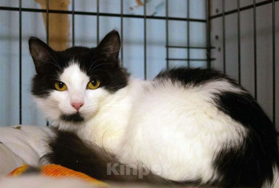 Кошки в Санкт-Петербурге: Маленький, робкий, пушистый котёнок Девочка, Бесплатно - фото 6