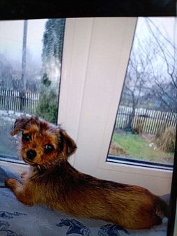 МИНИ ЙОРК,  МАЛЬЧИК