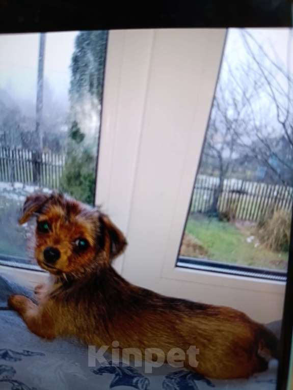 Собаки в Москве: МИНИ ЙОРК,  МАЛЬЧИК Мальчик, 10 000 руб. - фото 1