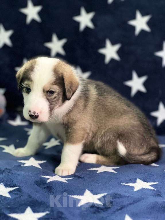 Собаки в других городах Московской области: Щенки Мальчик, 1 000 руб. - фото 2