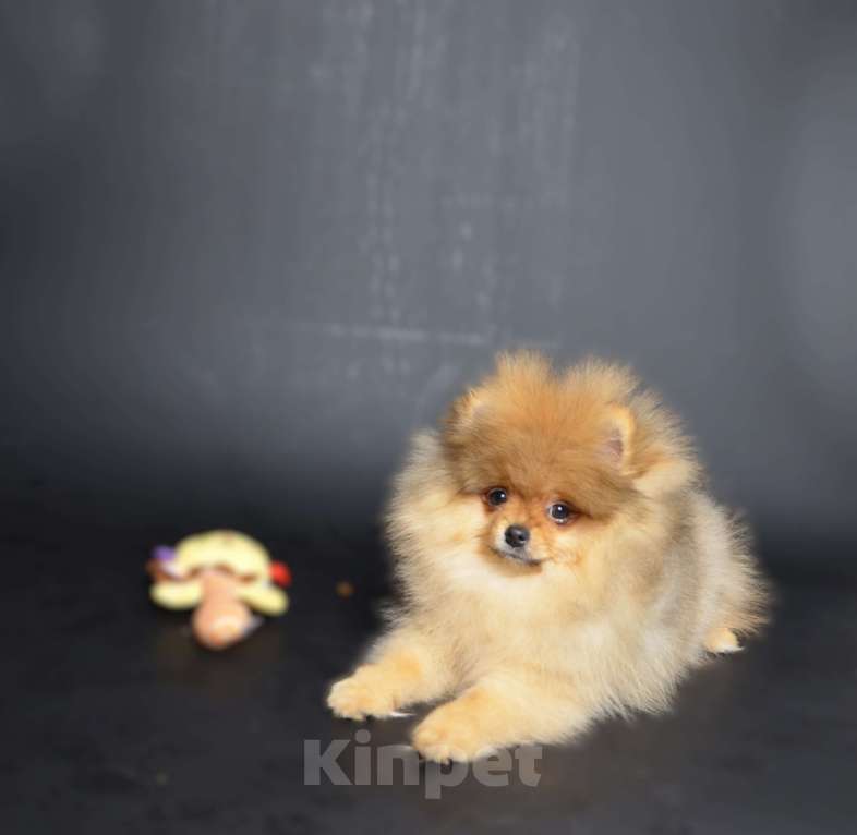 Собаки в Костроме: Померанский шпиц девочка Девочка, 50 000 руб. - фото 1