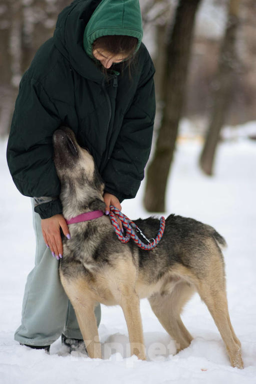 Собаки в Москве: Лютик Мальчик, Бесплатно - фото 3
