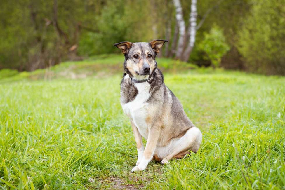 Собаки в Москве: Особенная девочка ищет дом Девочка, Бесплатно - фото 8