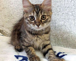 Кошки в Москве: Маленькая полосатая кото-рысь ищет дом Девочка, 10 руб. - фото 5