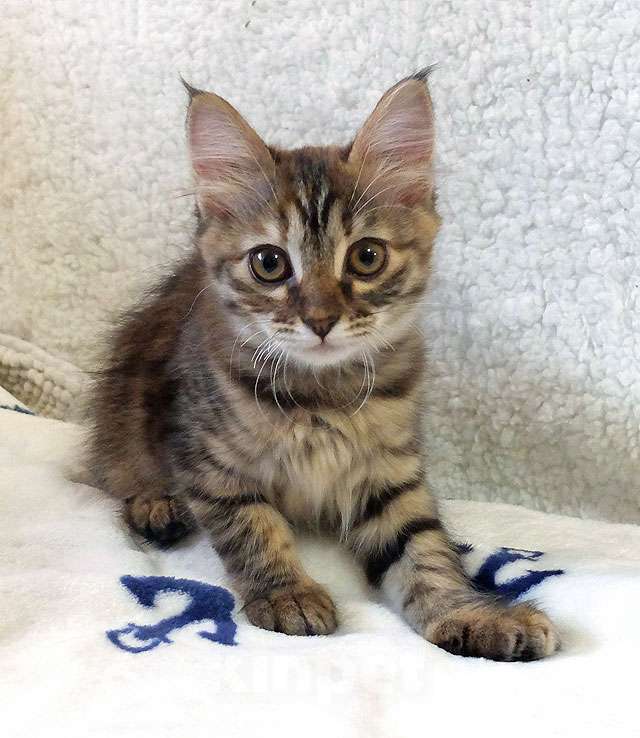 Кошки в Москве: Маленькая полосатая кото-рысь ищет дом Девочка, 10 руб. - фото 5