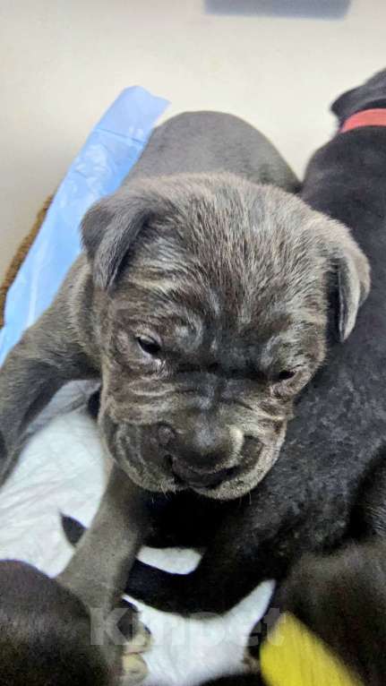 Собаки в Уфе: Продажа щенков кане корсо Мальчик, 30 000 руб. - фото 1