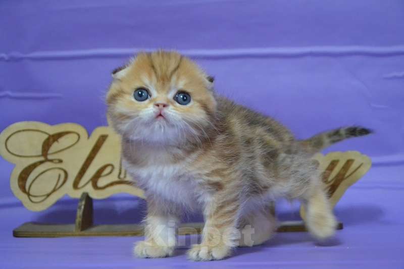 Кошки в Москве: Золотой мраморный мальчик Мальчик, 65 000 руб. - фото 5