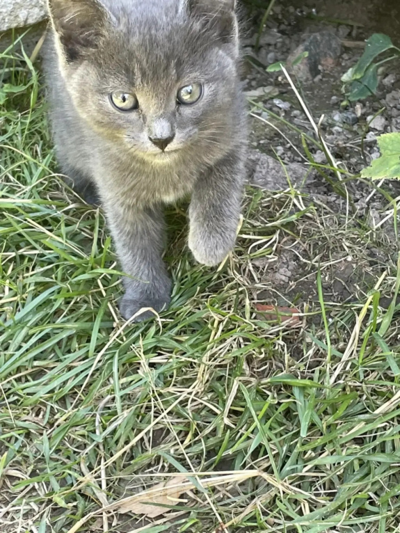Кошки в Москве: Котенок в добрые руки Девочка, Бесплатно - фото 1