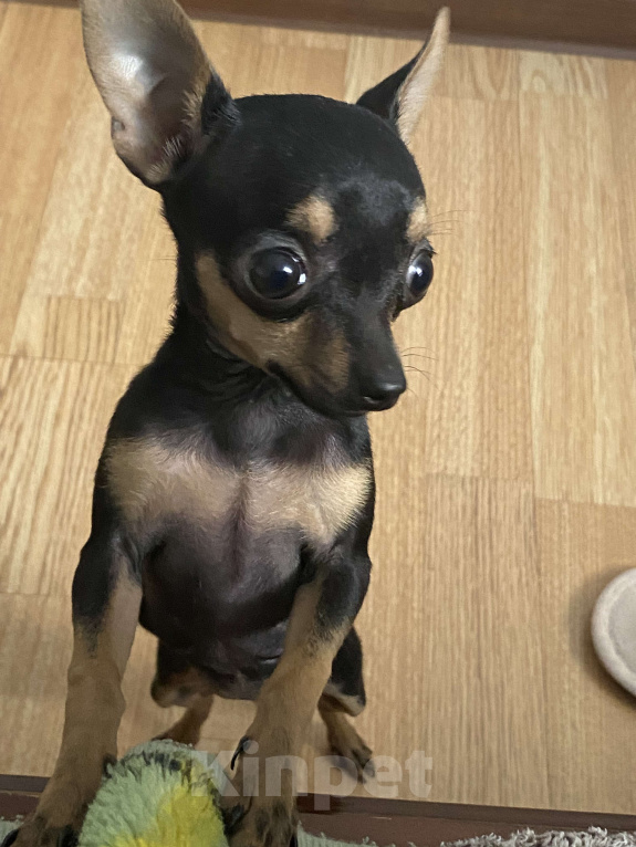 Собаки в Краснодаре: Той терьер мини , девочка  Девочка, 25 000 руб. - фото 1