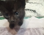 Кошки в Балашове: Котята в добрые руки Мальчик, Бесплатно - фото 5