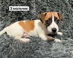 Собаки в Санкт-Петербурге: Августин Мальчик, 50 000 руб. - фото 2