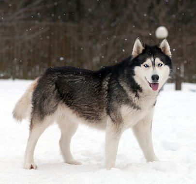 Сибирский хаски
