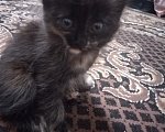 Кошки в Астрахани: Котёнок в добрые руки Девочка, Бесплатно - фото 4