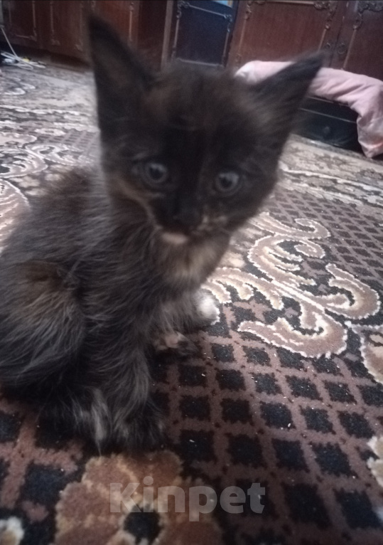 Кошки в Астрахани: Котёнок в добрые руки Девочка, Бесплатно - фото 4