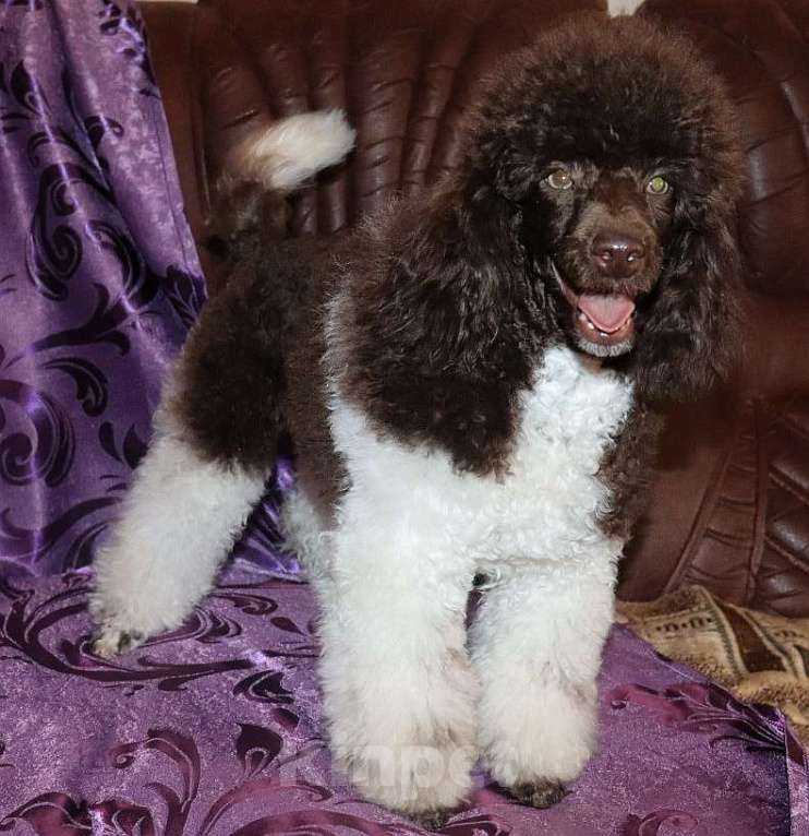 Собаки в Екатеринбурге: Щенки коричнево-белого пуделя Мальчик, 70 000 руб. - фото 1