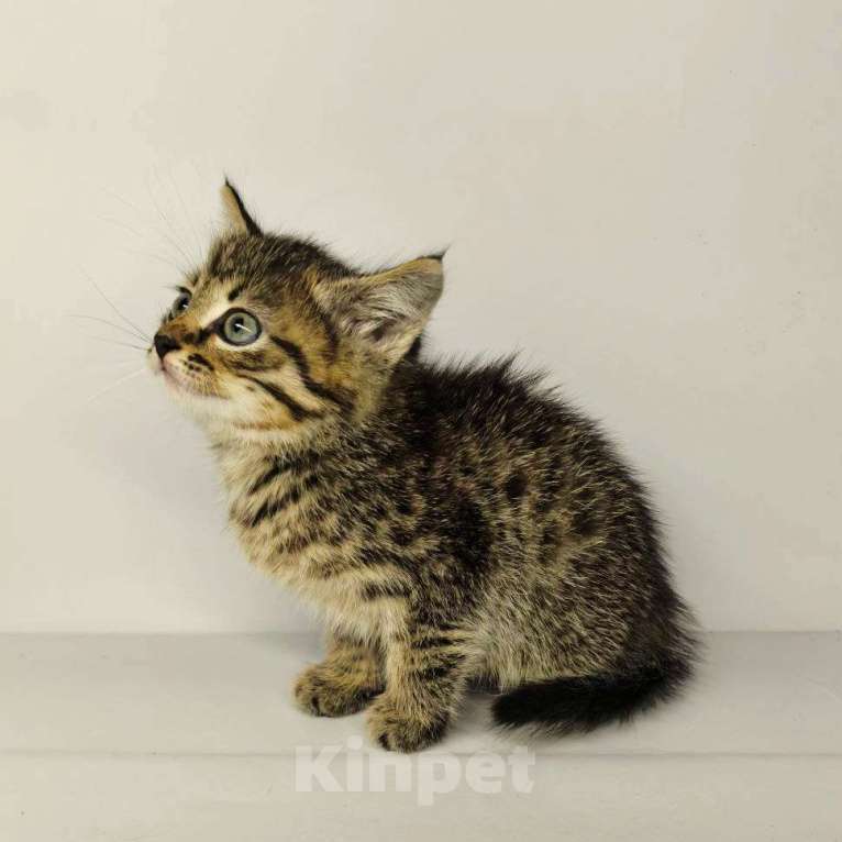 Кошки в Екатеринбурге: Котенок в добрые руки  Мальчик, Бесплатно - фото 1