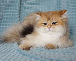 Кошки в Владивостоке: Длинношерстный британский котик Мальчик, 40 000 руб. - фото 3