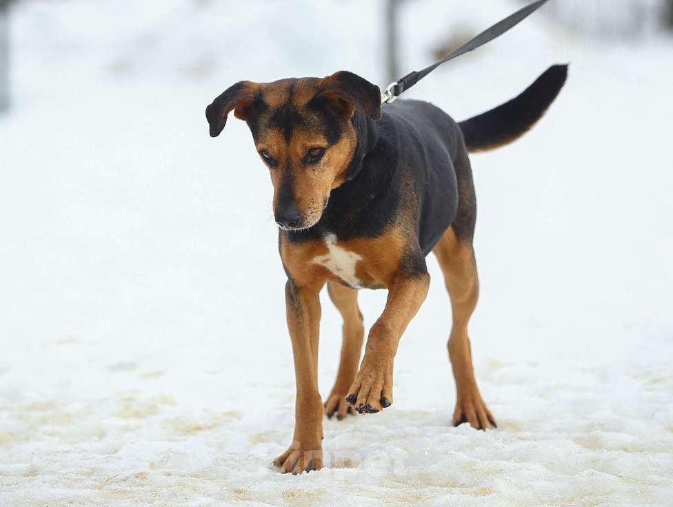 Собаки в Москве: Басти. Лапа, сердце и ветпаспорт в придачу Мальчик, Бесплатно - фото 4