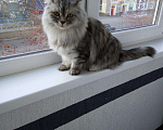 Кошки в Славгороде: Кошка, 1 руб. - фото 1