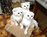 Кошки в Теберде: Шотландские котята окрас серебристая шиншилла, 5 000 руб. - фото 3