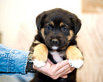 Собаки в Москве: Малышка в добрые руки Девочка, 20 руб. - фото 1