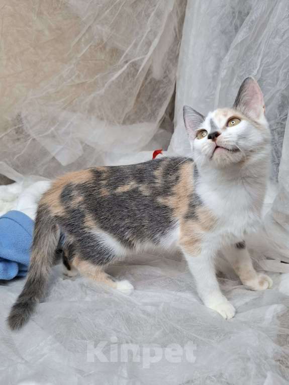 Кошки в Москве: Котёнок с ромбиком на носу в добрые руки  Девочка, Бесплатно - фото 9