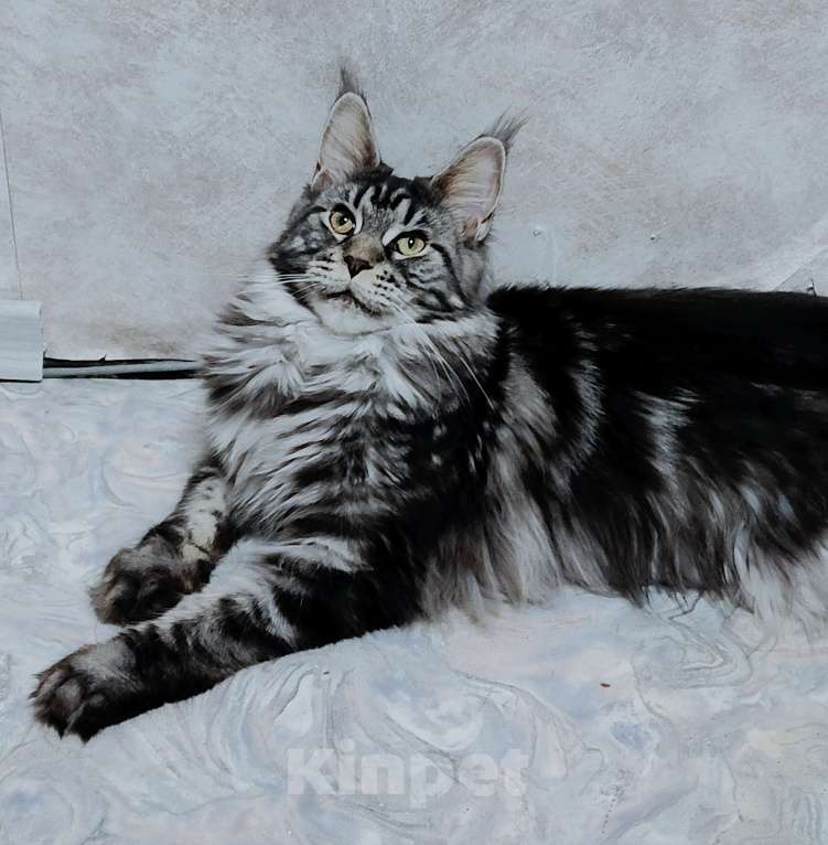 Кошки в Санкт-Петербурге: Девочка с длиннющим кисточками Девочка, 60 000 руб. - фото 6