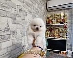 Собаки в Москве: Мини девочка померанского шпица оптически белая Девочка, Бесплатно - фото 2