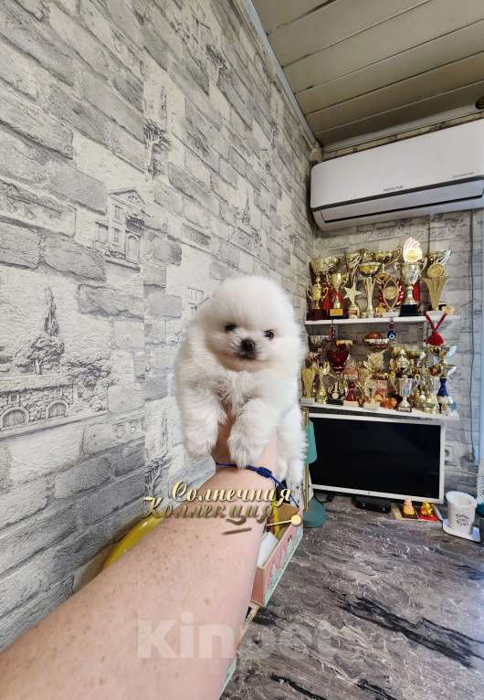 Собаки в Москве: Мини девочка померанского шпица оптически белая Девочка, Бесплатно - фото 2