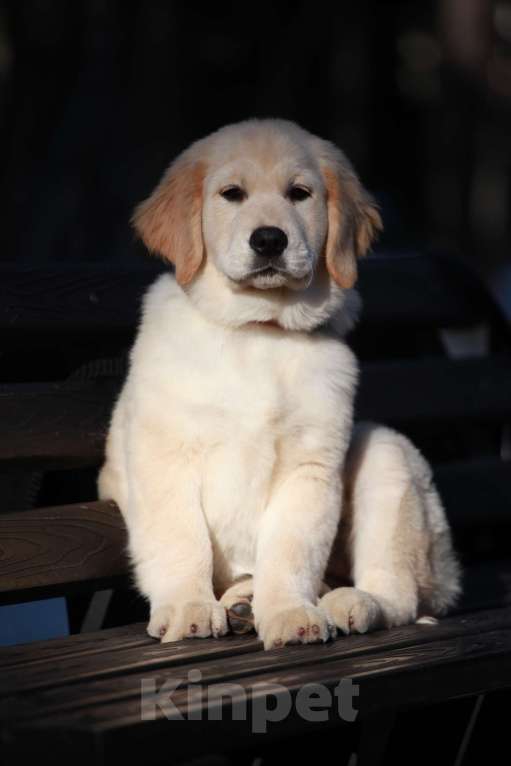 Собаки в Москве: Золотистый ретривер  Девочка, 90 000 руб. - фото 3