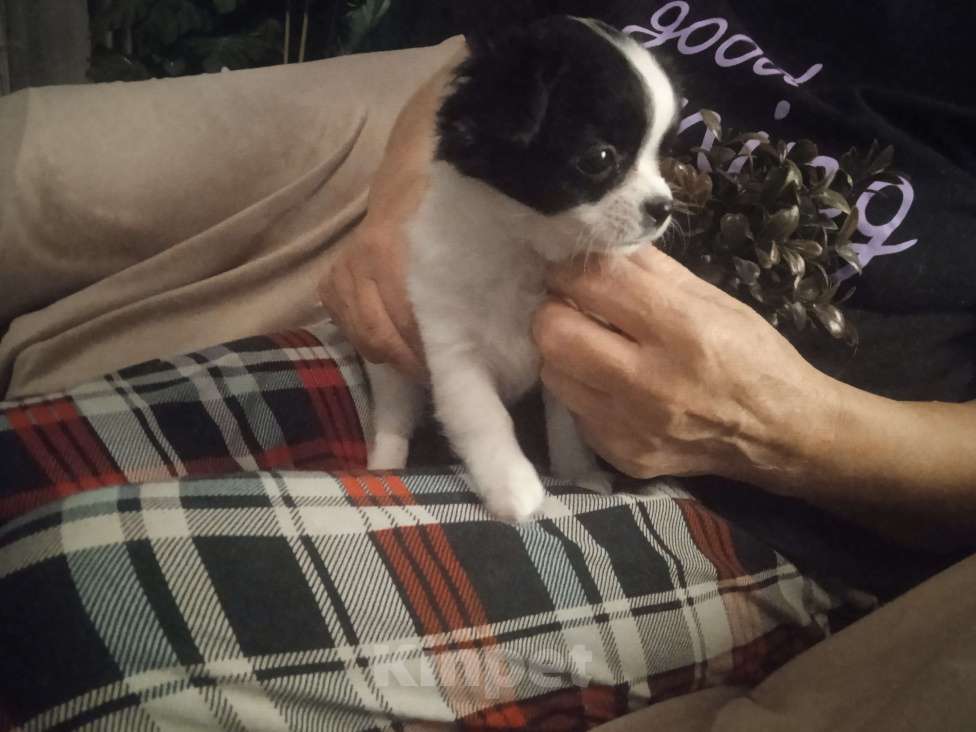 Собаки в Санкт-Петербурге: Чихуахуа мини Разнополые, 25 000 руб. - фото 4