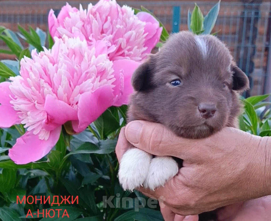 Собаки в Москве: Ненецкая оленегонная лайка/ оленегонный шпиц Девочка, 40 000 руб. - фото 2