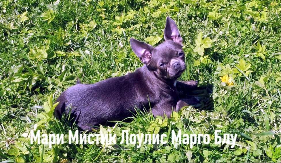 Собаки в Санкт-Петербурге: Вероника чихуахуа голубого с подпалом окраса Девочка, 50 000 руб. - фото 5