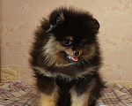 Собаки в Калининграде: Померанский шпиц,щенок Девочка, 30 000 руб. - фото 2