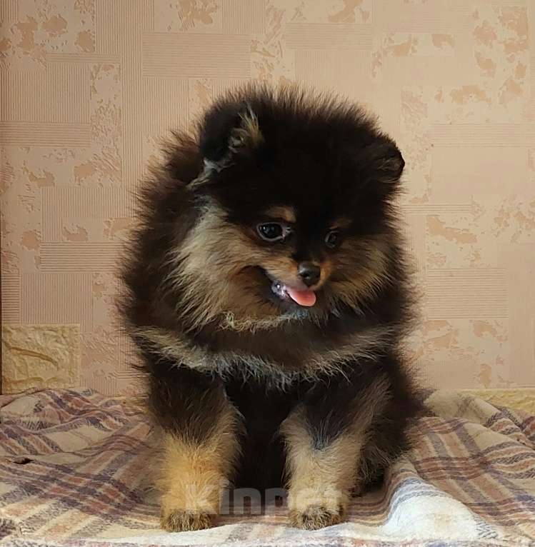 Собаки в Калининграде: Померанский шпиц,щенок Девочка, 30 000 руб. - фото 2