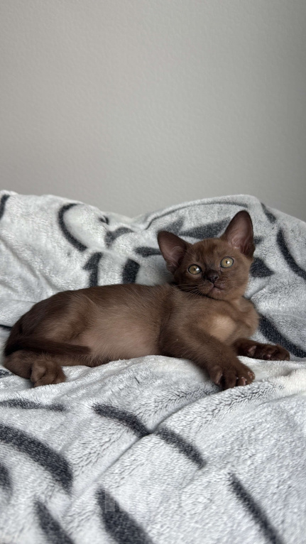 Кошки в Москве: Соболиная Бурманская девочка Девочка, 60 000 руб. - фото 2