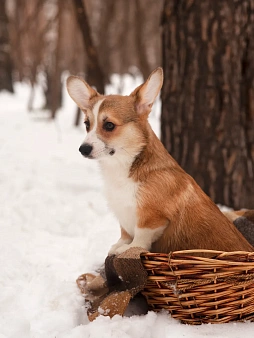 Продажа корги пемброк