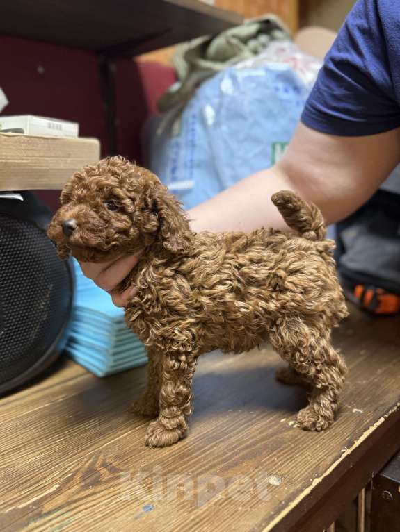 Собаки в Пушкино: Той пудель (щенок) шоу-перспектива Мальчик, 150 000 руб. - фото 3