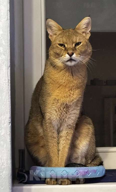 Кошки в Москве: Котик чаузи в дар Мальчик, Бесплатно - фото 1