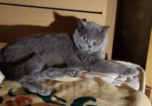 Кошки в Москве: Красивый котик Веня в дар Мальчик, Бесплатно - фото 3